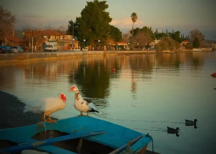 Anna's * Политика